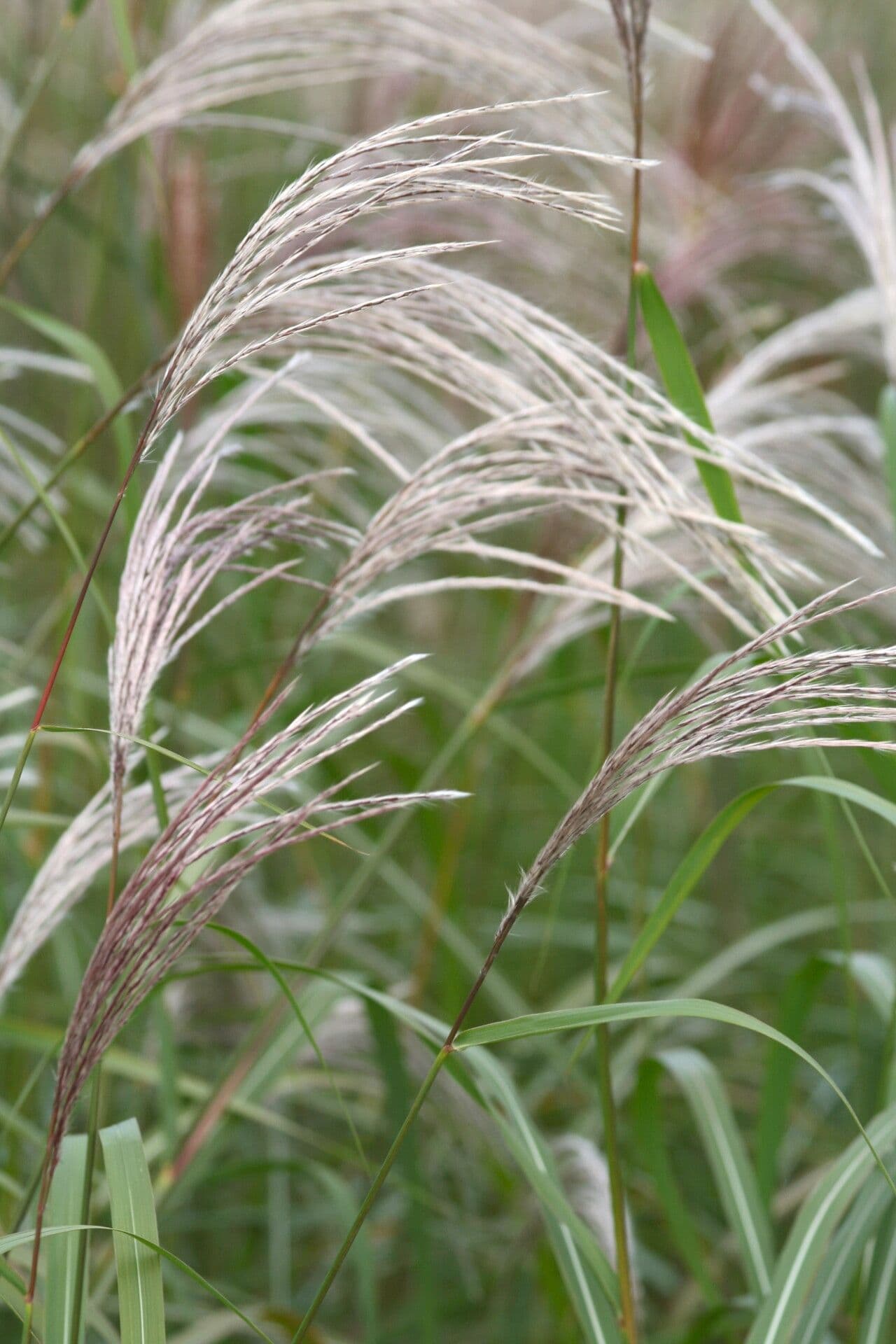 Miscanthus 2