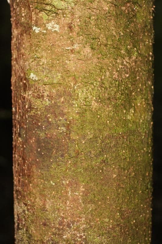 Licania 5