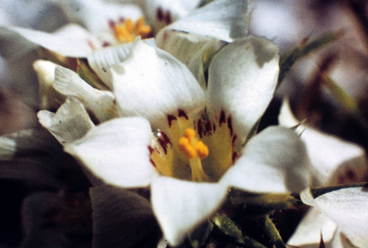 Linanthus basso 5