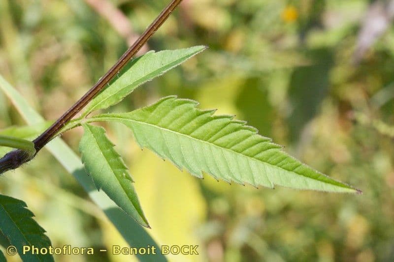 Bidens vulgata 16