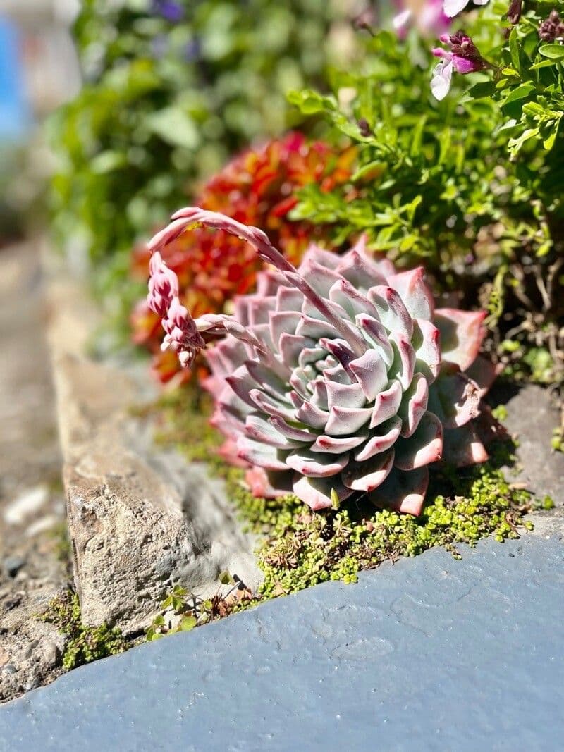 Echeveria di Chihuahua