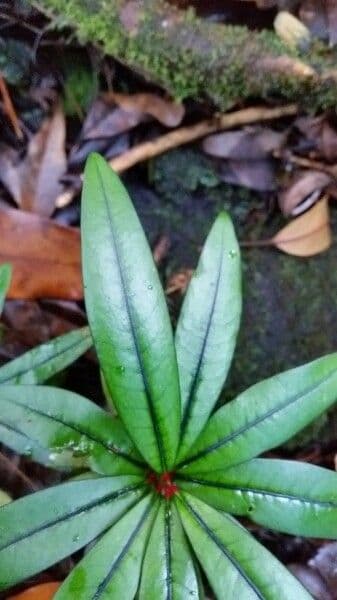 Erythroxylum 12