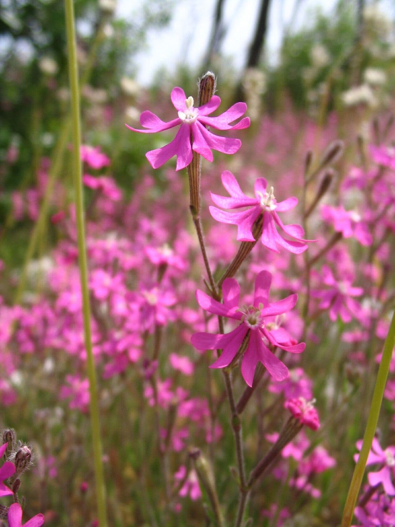 Silene 7