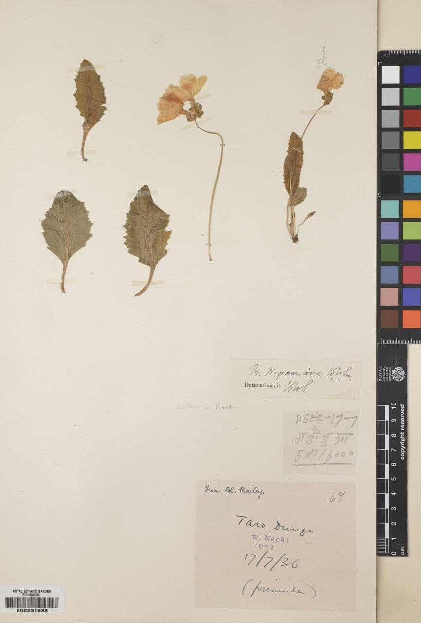 Primula 8