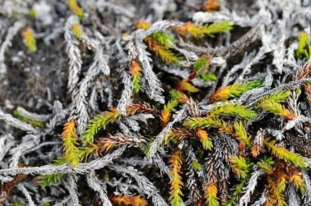 Harrimanella hypnoides 7