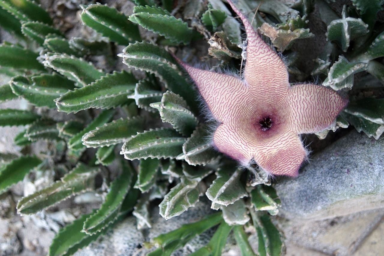 Stapelia 7