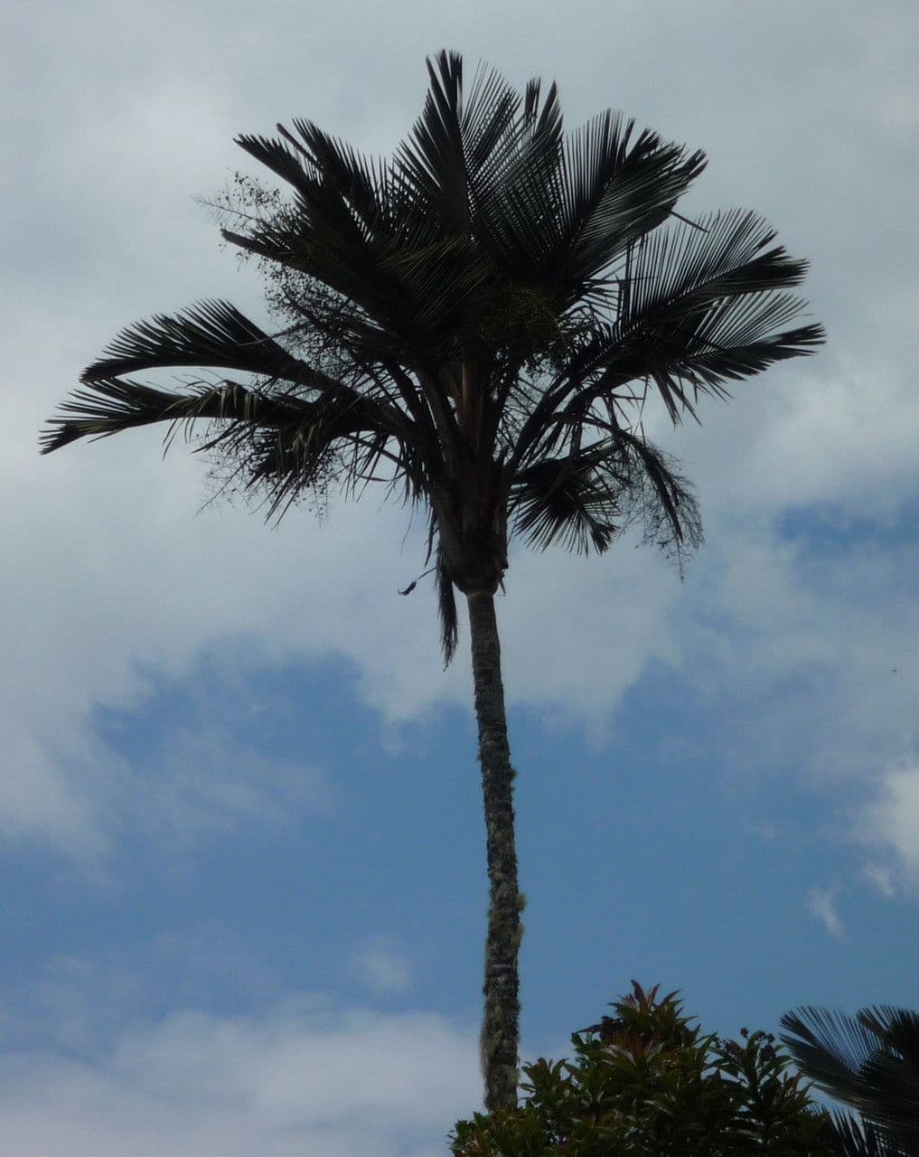 Ceroxylon 4