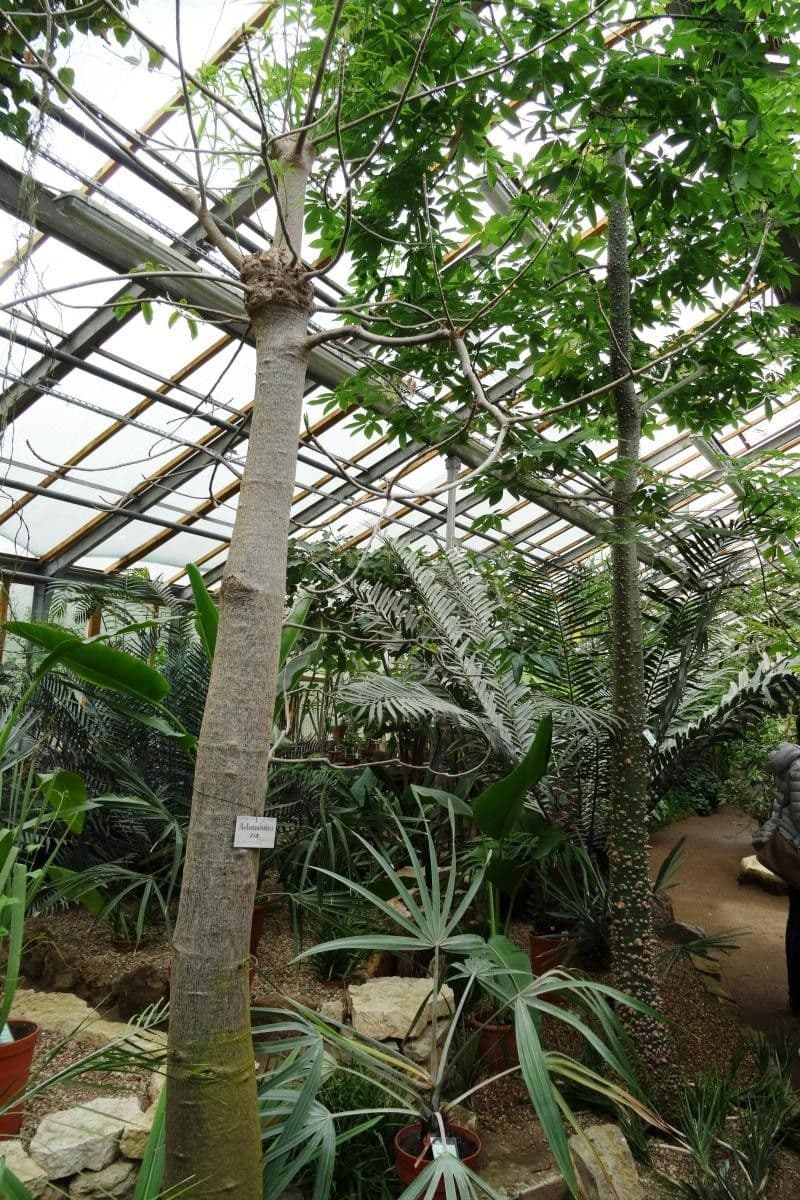 Baobab 14