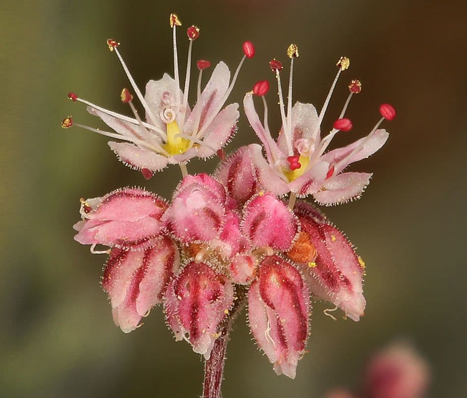 Anglestem buckwheat 6