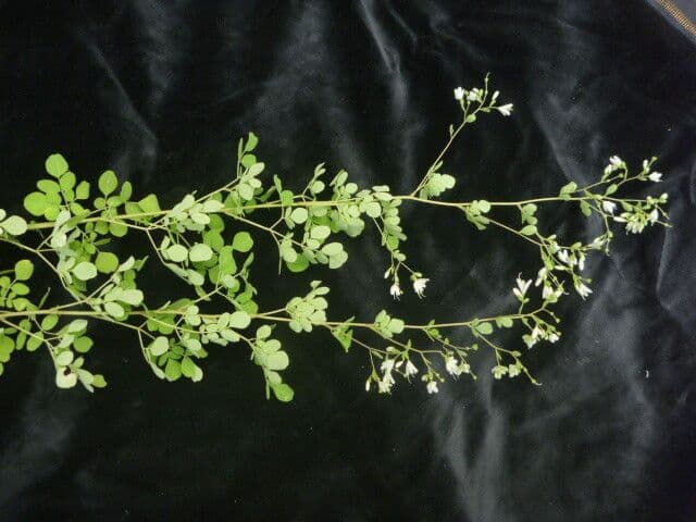 Boenninghausenia