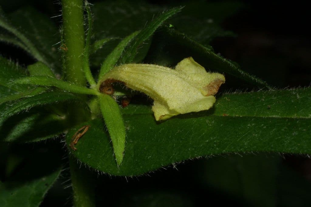 Triosteum
