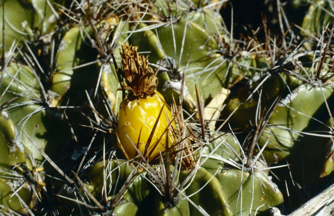 Ferocactus