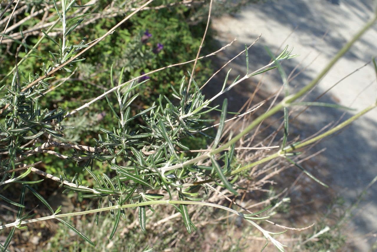 Teucrium 11
