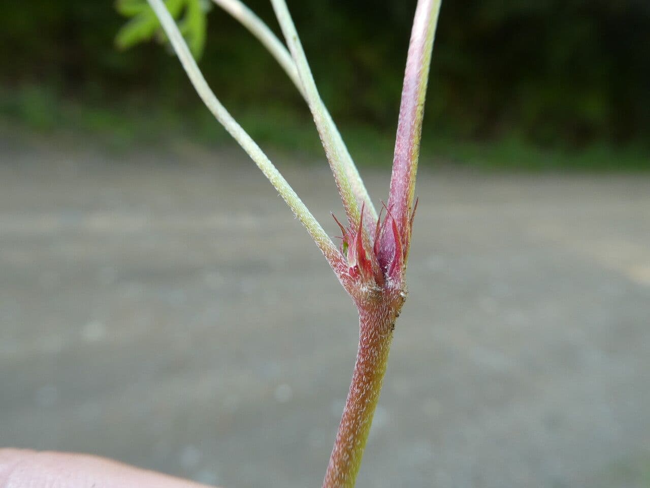 Géranium colombin 25