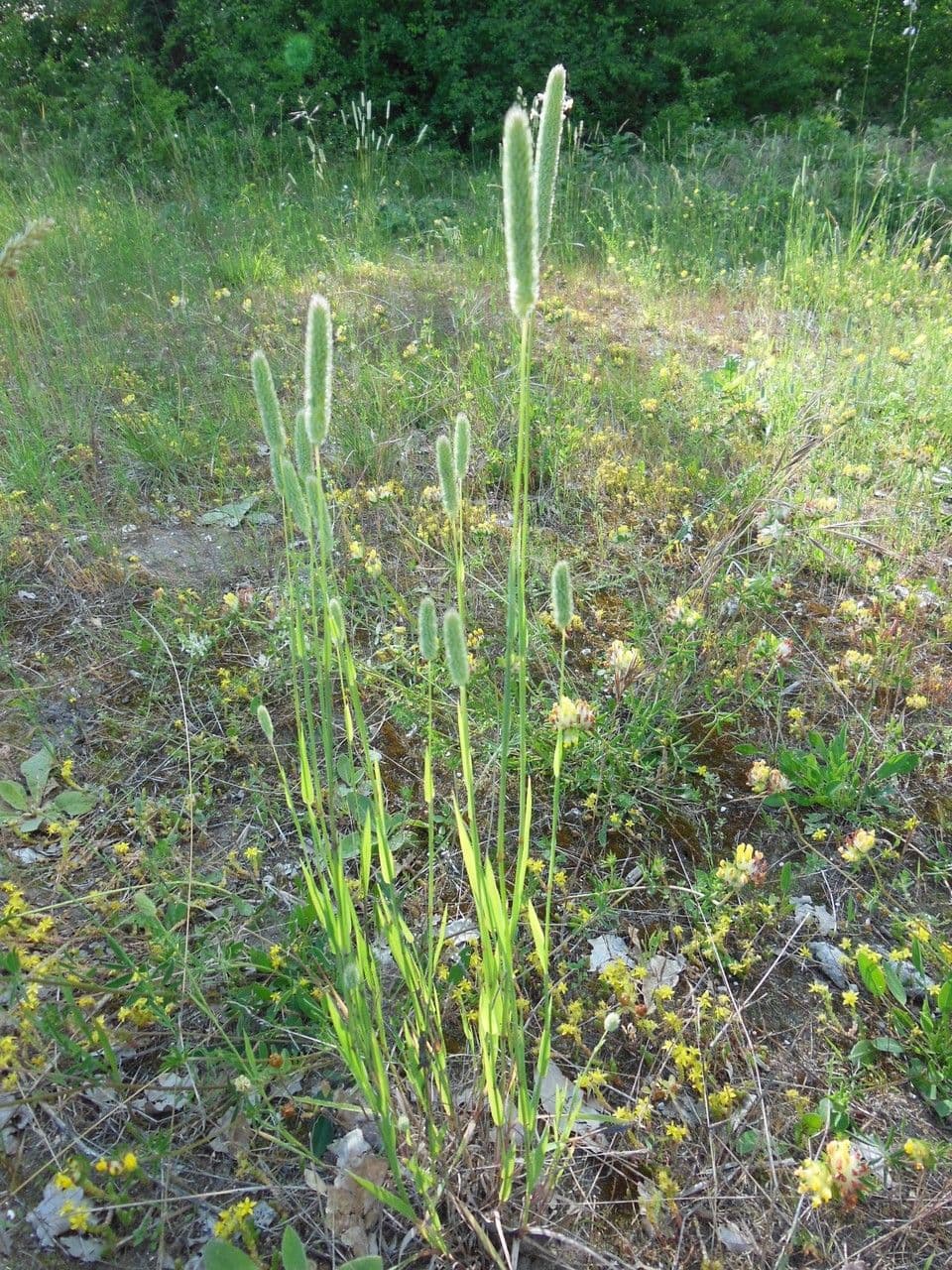 Codolina 11