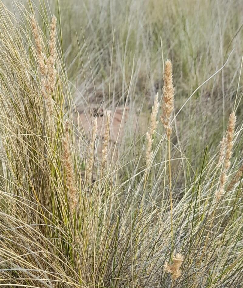 Poa 3