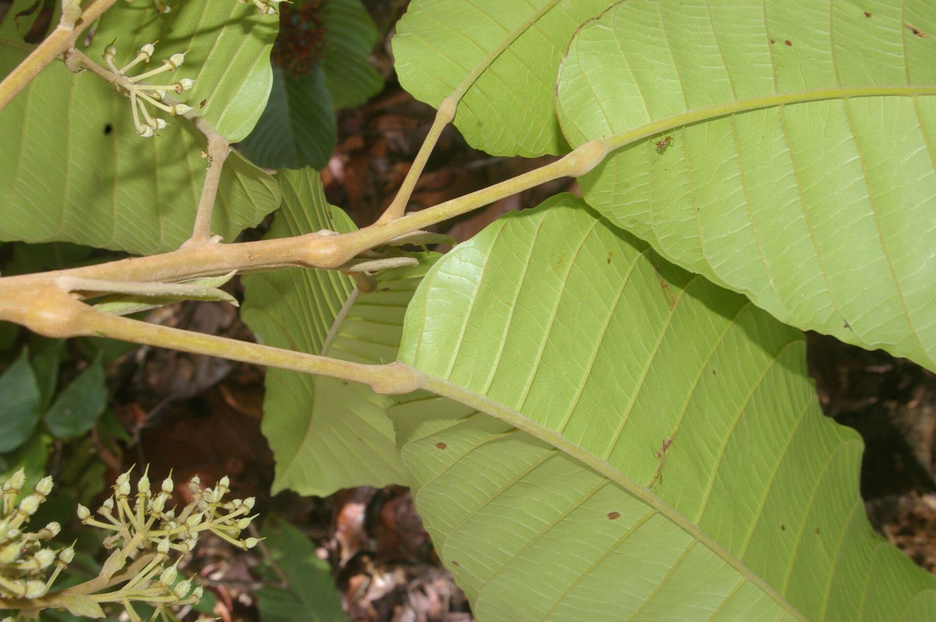 Sloanea 5