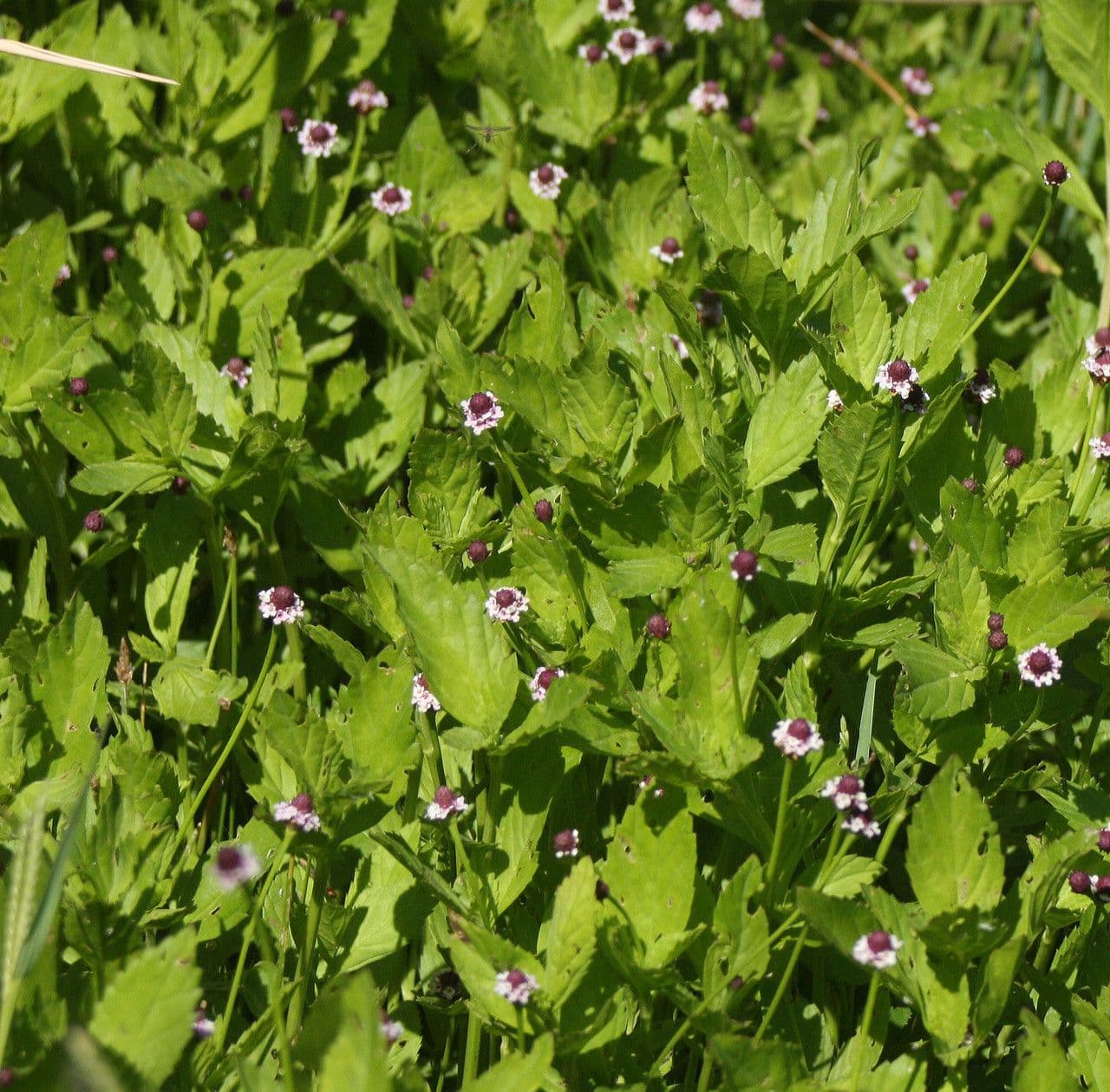Lippia lanceolata 10
