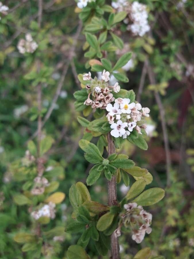 Puerto-Rico-Oregano 13
