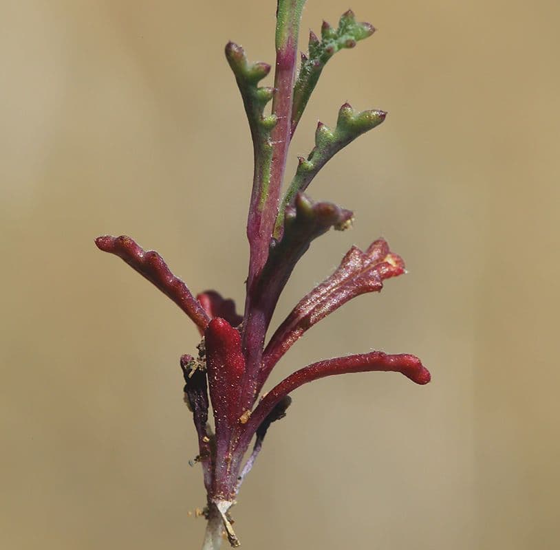Gilia 5
