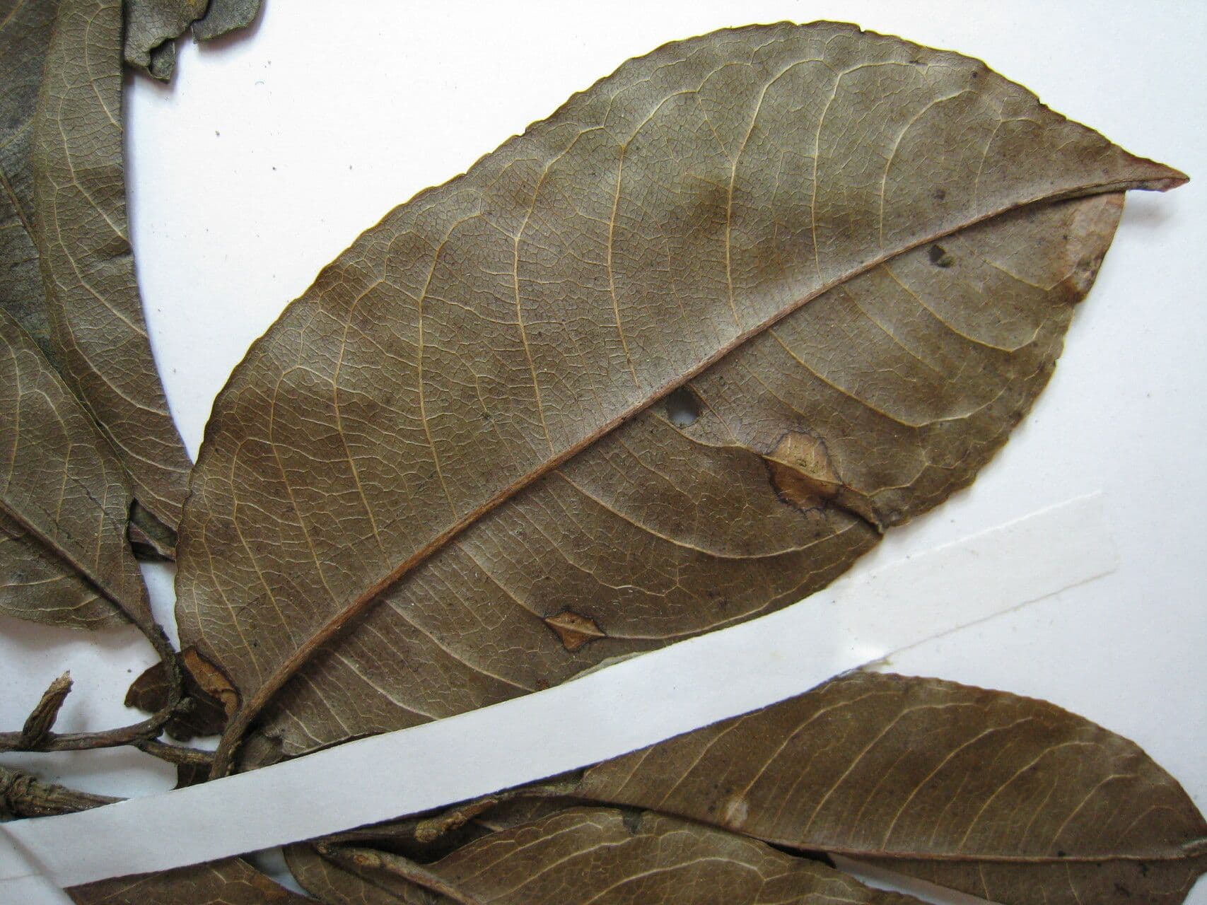 Lecythis cartacea 2