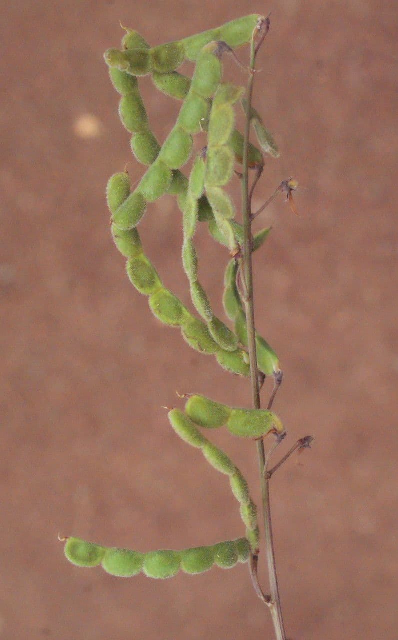 Desmodium 4