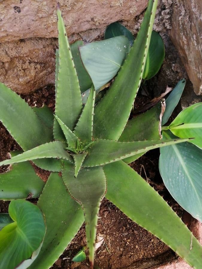 Aloe 14