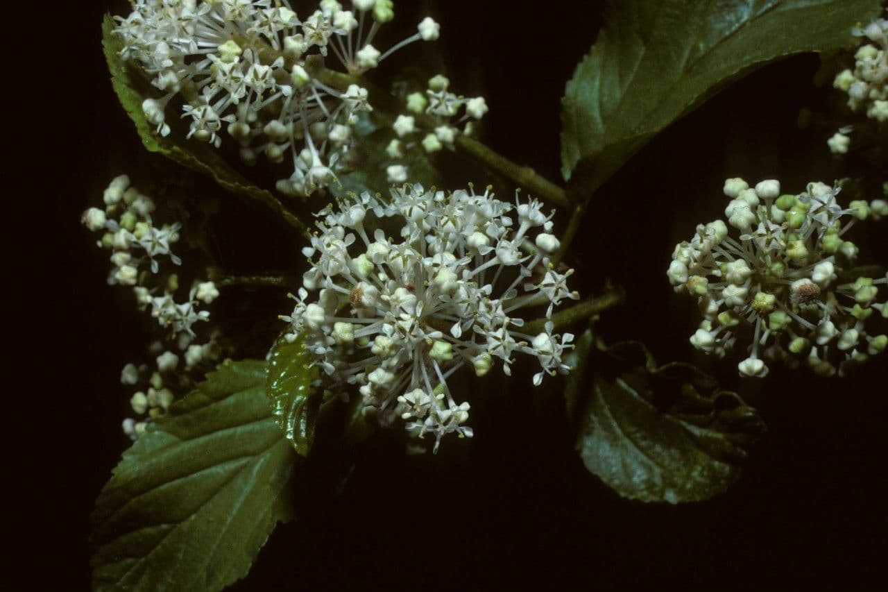 Krvavý ceanothus 4
