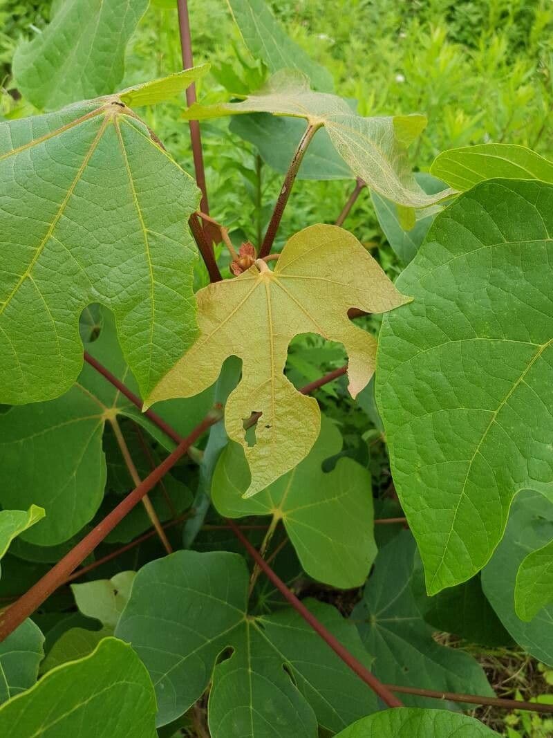 Chinesischer Flaschenbaum 16