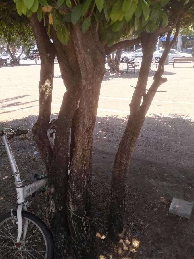 Inverno africano 22