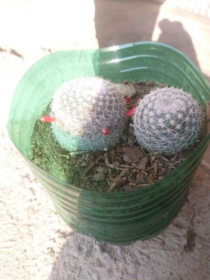 Mammillaria