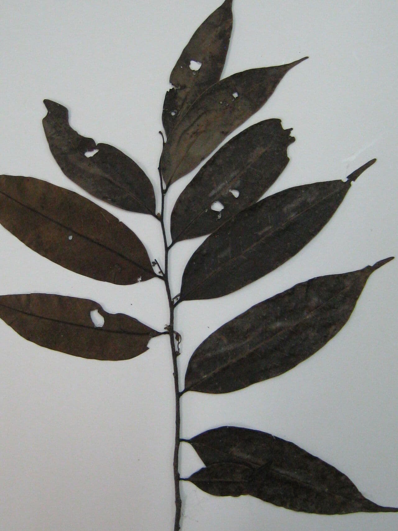 Bocageopsis 2