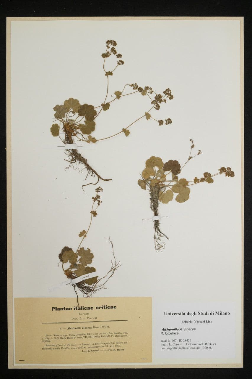 Alchemilla 5