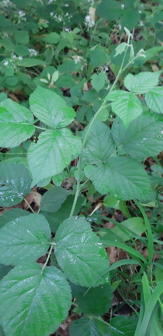 Hellgrüne Brombeere 7