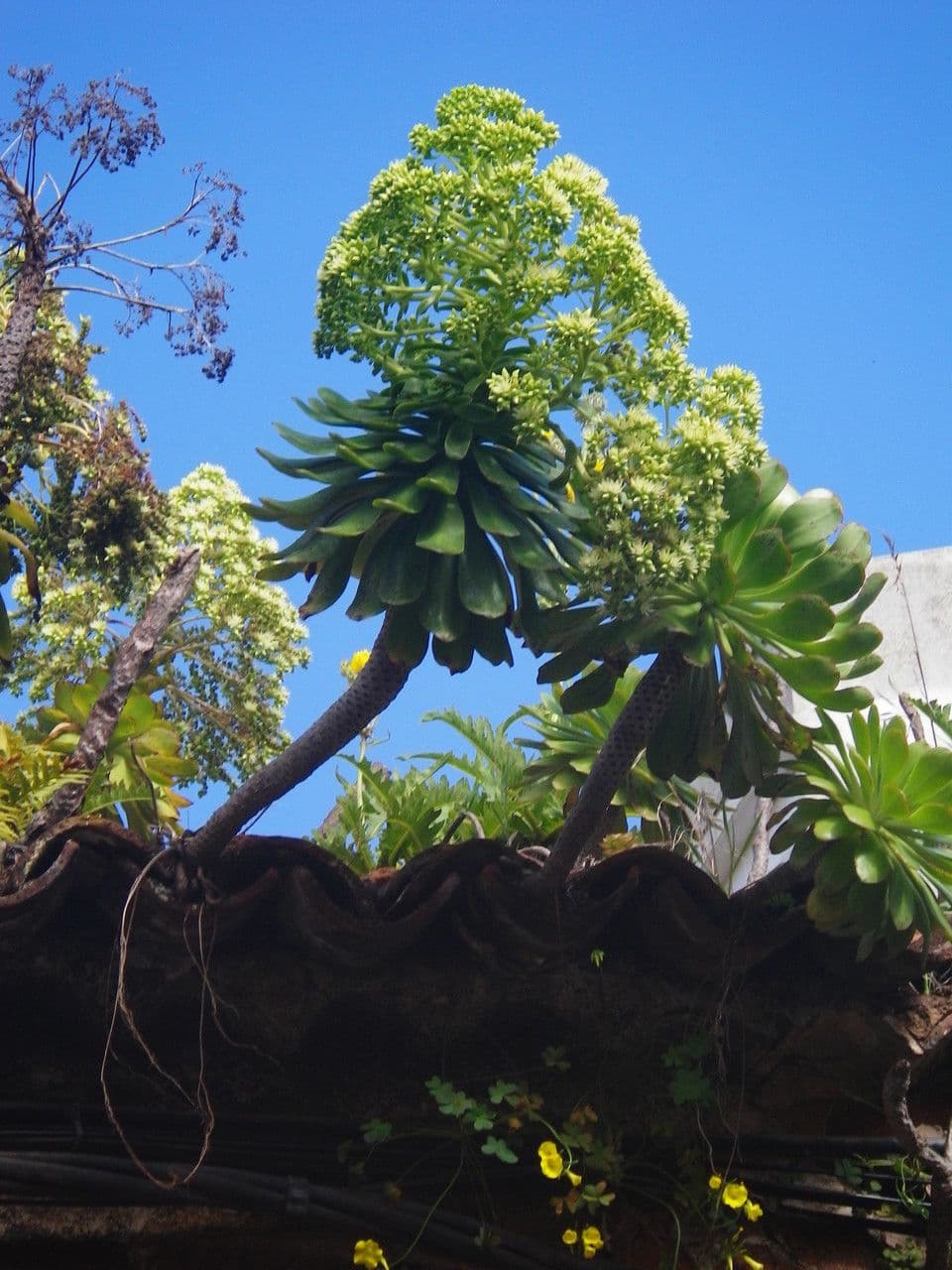 Aeonium 7