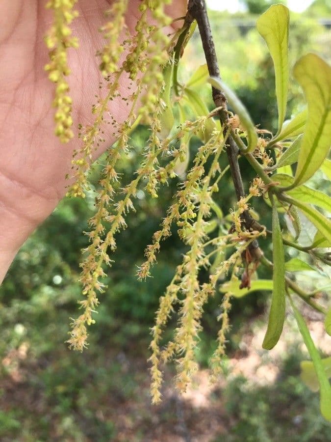 Quercia nera 7