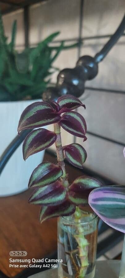 Tradescantia 17