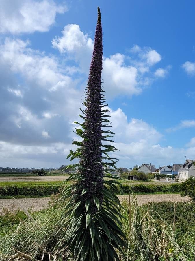 Echium pininana 13