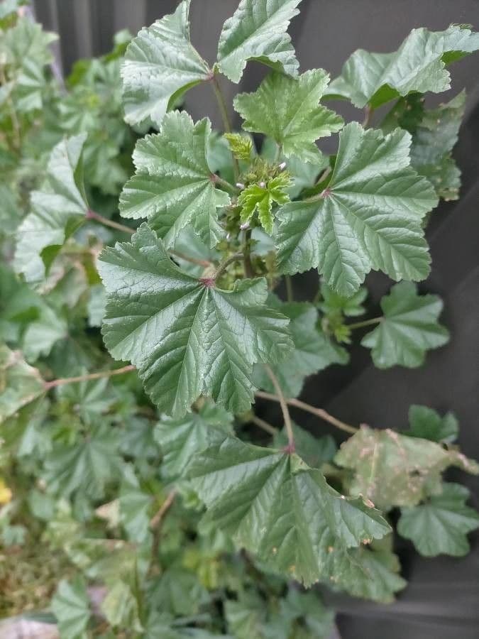 Malva minore 18