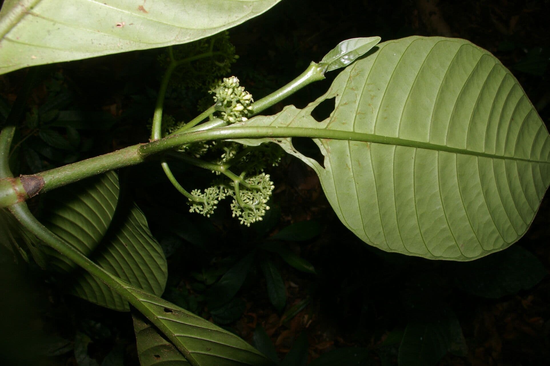 Psychotria 10
