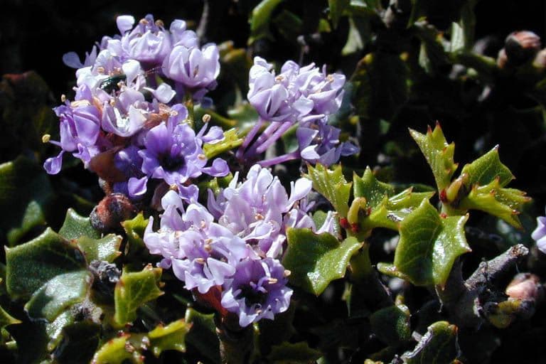 Ceanothus 5