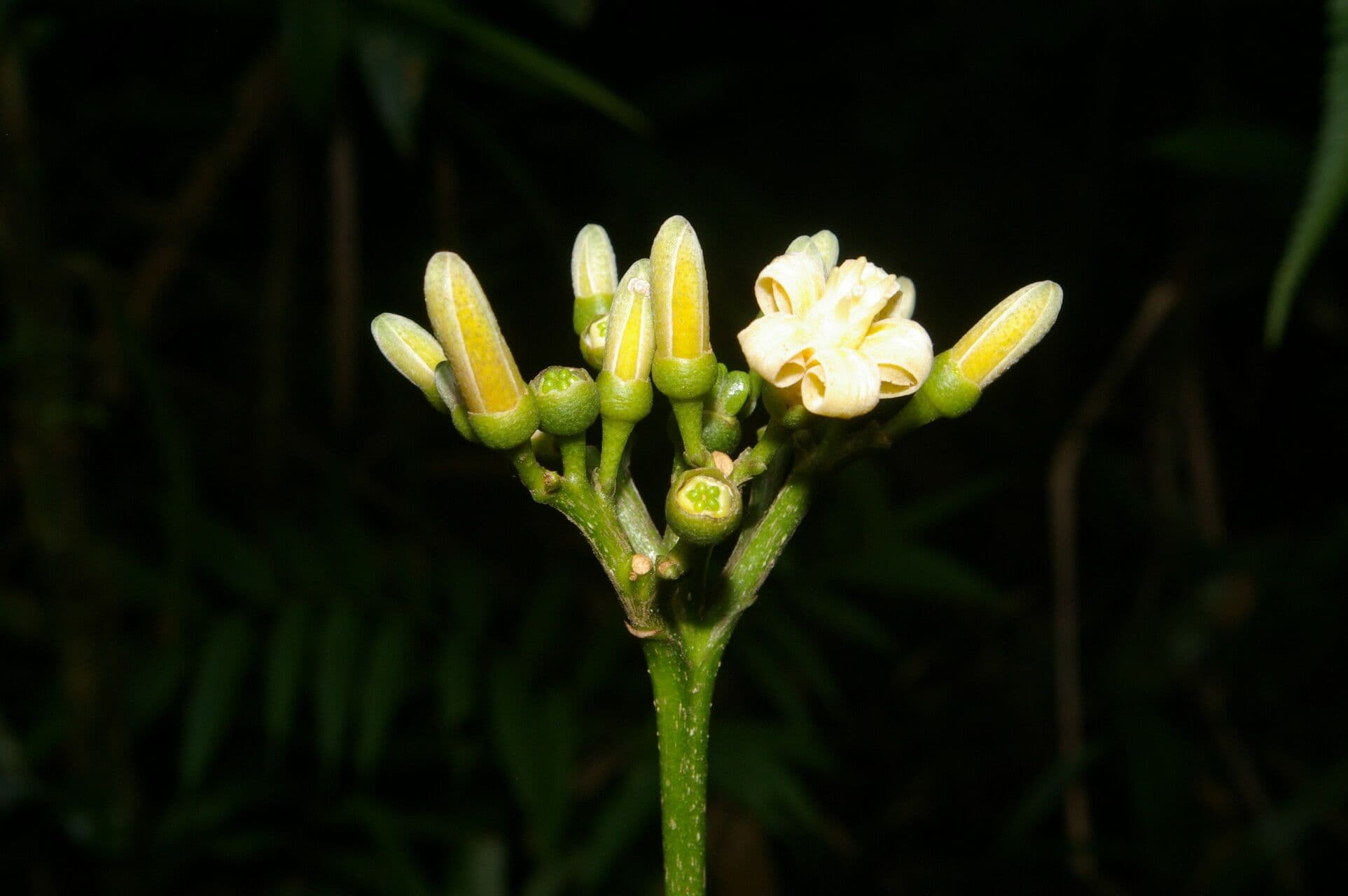 Conchocarpus 8