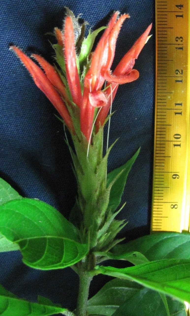Aphelandra scabra 23
