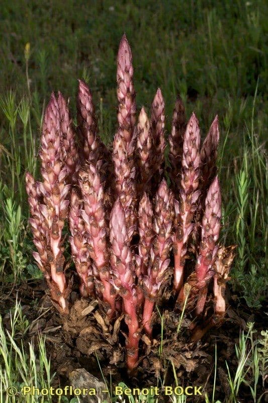 Orobanche a squame larghe 11