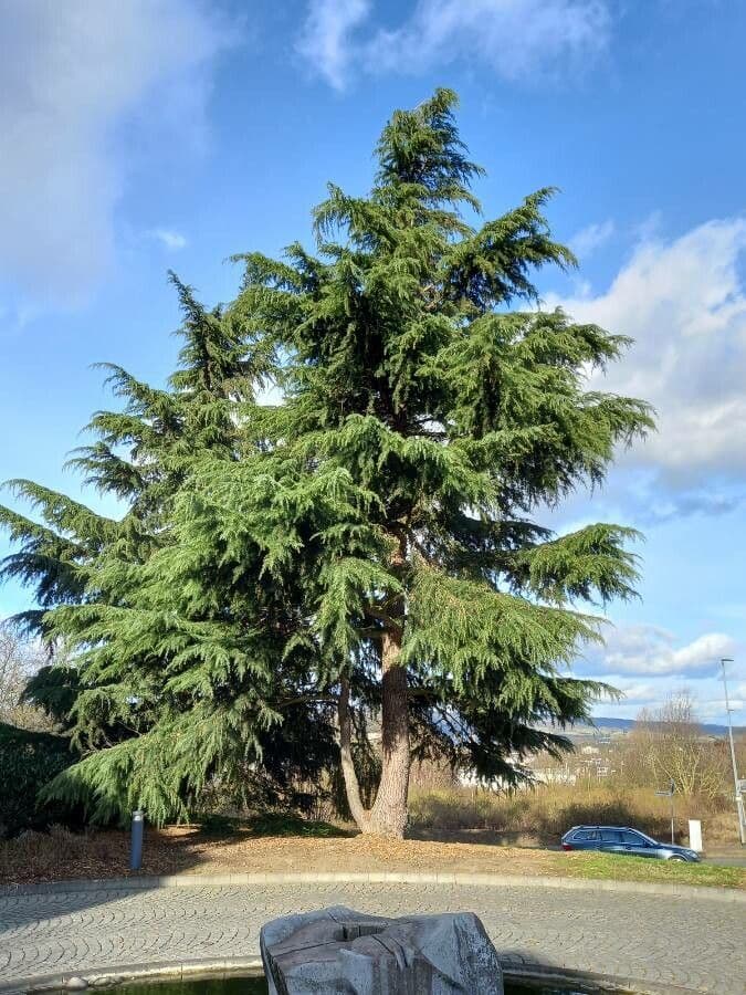 Cedro dell'Himalaya 12