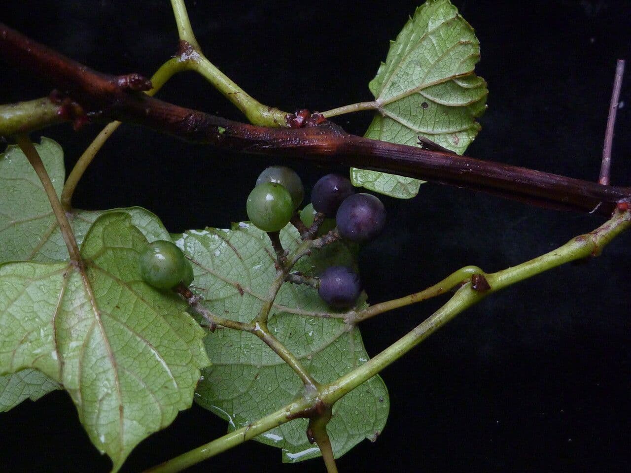 Vitis"