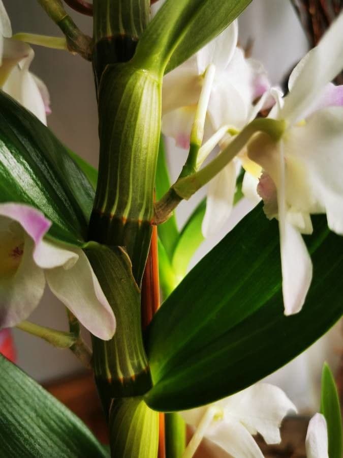Vavřínovitý dendrobium 19