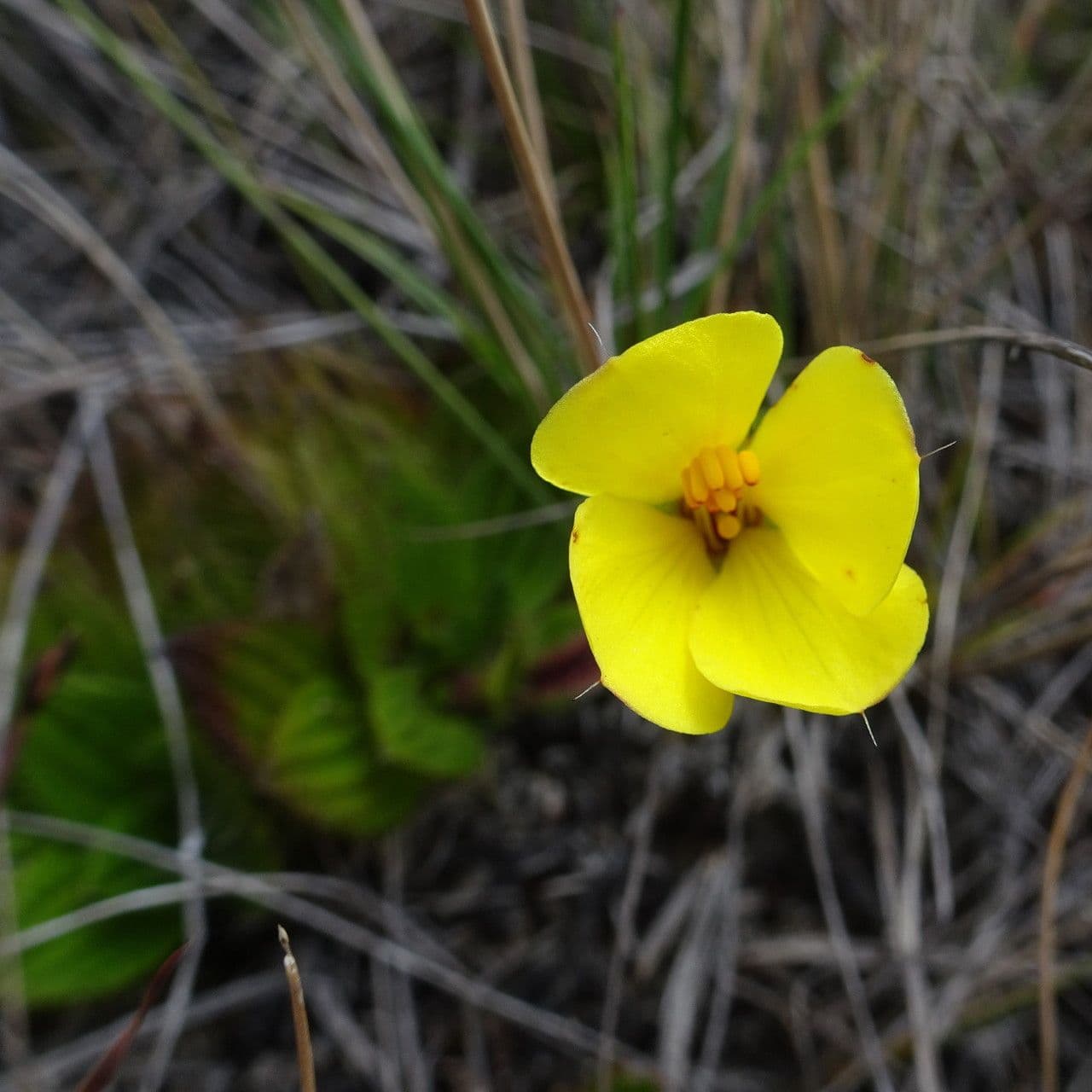 Castratella piloselloides 2