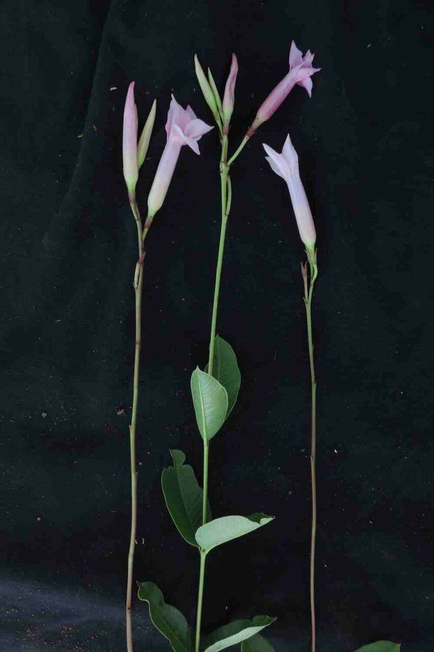 Mandevilla 2