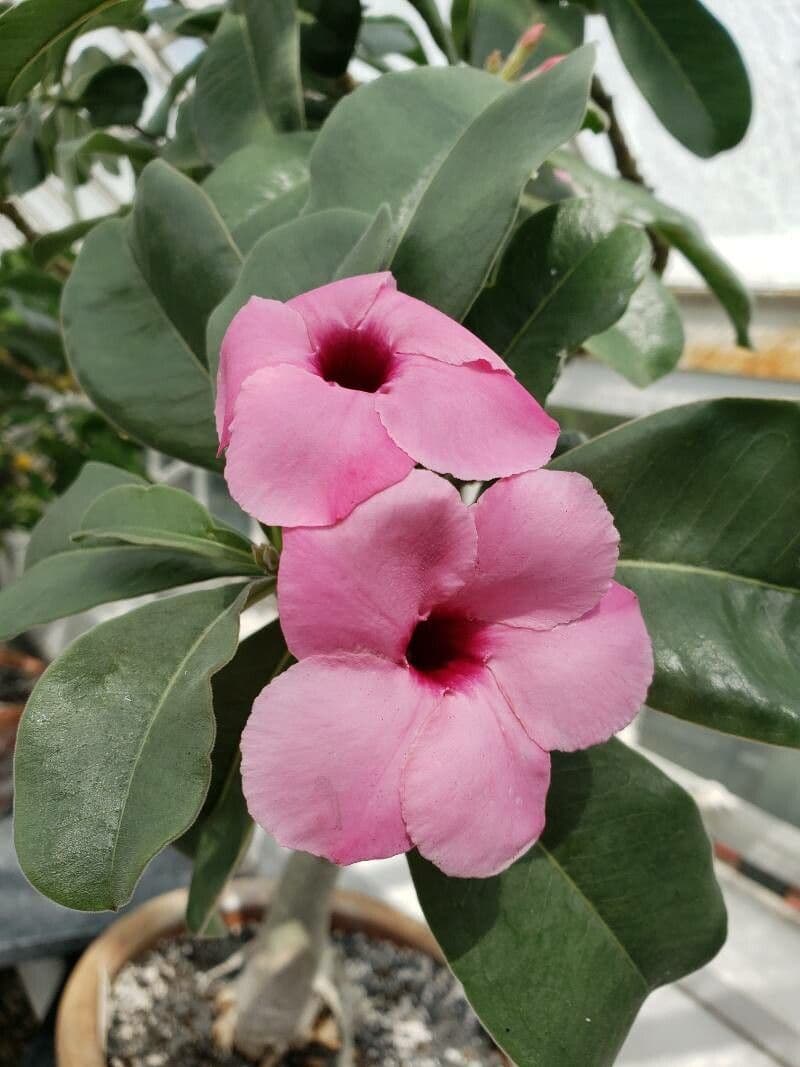 Adenium 3